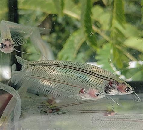 see through fish|Characteristics, Types, And Adaptations Of See Through Fish.